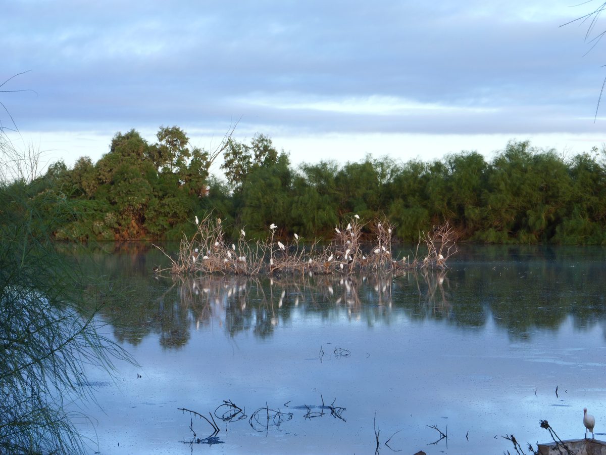 Lagoons with vegetation and water — Alianza Agua Recuperada