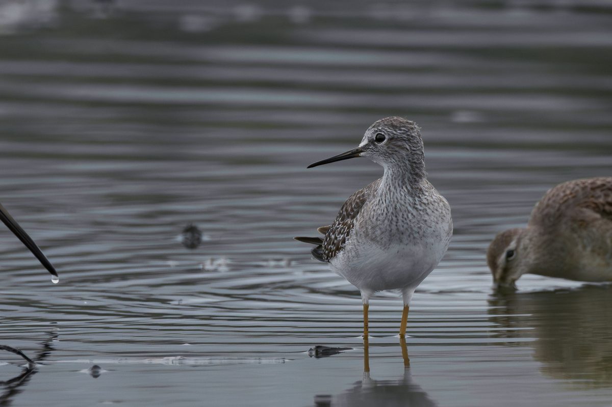 Wetland restoration process — La Paz