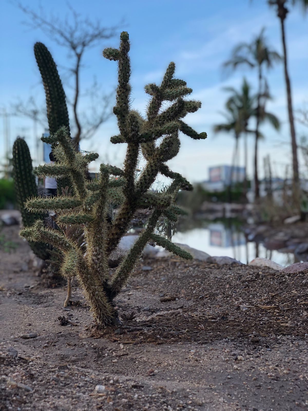 Native cactus planted in urban green infrastructure space in La Paz